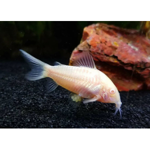 КОРИДОРАС ЗОЛОТИСТЫЙ (альбинос)