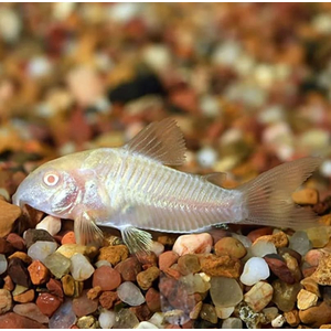 КОРИДОРАС ЗОЛОТИСТЫЙ АЛЬБИНОС