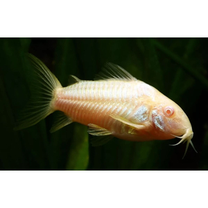 КОРИДОРАС ЗОЛОТИСТЫЙ (альбинос)