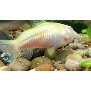 КОРИДОРАС ЗОЛОТИСТЫЙ (альбинос)