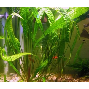 КРИПТОКОРИНА АПОНОГЕТОН - Cryptocoryne aponogetifolia