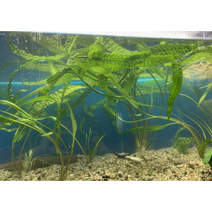 КРИПТОКОРИНА АПОНОГЕТОН - Cryptocoryne aponogetifolia