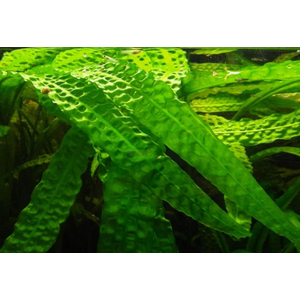 КРИПТОКОРИНА АПОНОГЕТОН - Cryptocoryne aponogetifolia