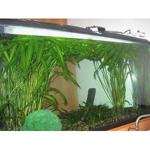 КРИПТОКОРИНА АПОНОГЕТОН - Cryptocoryne aponogetifolia