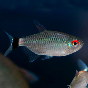 ТЕТРА ФИЛОМЕНА КРАСНОГЛАЗАЯ - Moenkhausia sanctaefilomenae