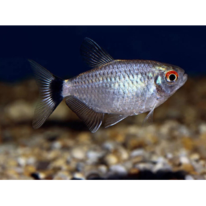 ТЕТРА ФИЛОМЕНА КРАСНОГЛАЗАЯ - Moenkhausia sanctaefilomenae