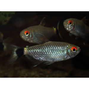 ТЕТРА ФИЛОМЕНА КРАСНОГЛАЗАЯ - Moenkhausia sanctaefilomenae