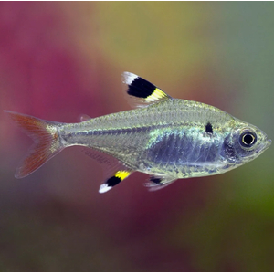 ТЕТРА ПРИСТЕЛЛА - Pristella maxillaris