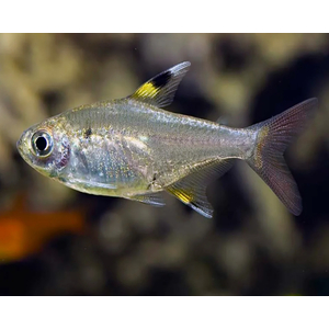 ТЕТРА ПРИСТЕЛЛА - Pristella maxillaris