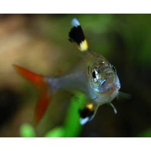 ТЕТРА ПРИСТЕЛЛА - Pristella maxillaris