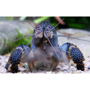 Креветка ФИЛЬТРАТОР СИНИЙ КАМЕРУНСКИЙ