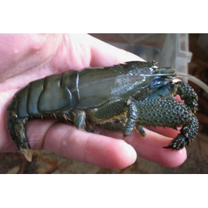 Креветка ФИЛЬТРАТОР СИНИЙ КАМЕРУНСКИЙ