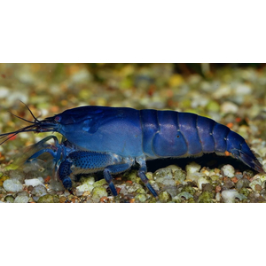 Креветка ФИЛЬТРАТОР СИНИЙ КАМЕРУНСКИЙ