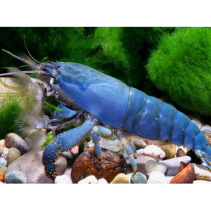 Креветка ФИЛЬТРАТОР СИНИЙ КАМЕРУНСКИЙ