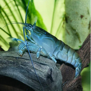 Креветка ФИЛЬТРАТОР СИНИЙ КАМЕРУНСКИЙ