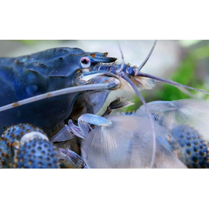 Креветка ФИЛЬТРАТОР СИНИЙ КАМЕРУНСКИЙ