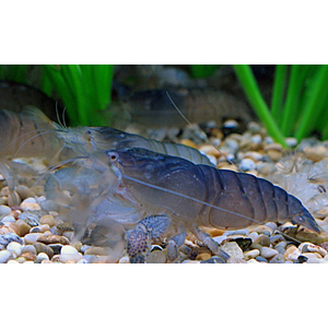 Креветка ФИЛЬТРАТОР СИНИЙ КАМЕРУНСКИЙ