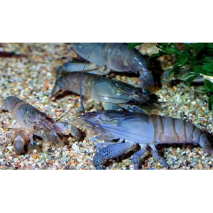 Креветка ФИЛЬТРАТОР СИНИЙ КАМЕРУНСКИЙ