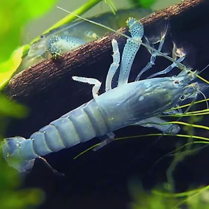 Креветка ФИЛЬТРАТОР СИНИЙ КАМЕРУНСКИЙ