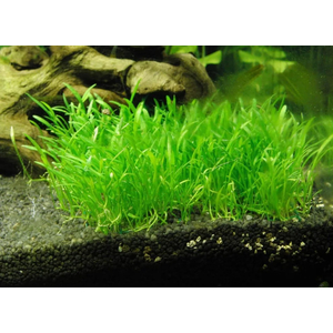 ЛИЛЕОПСИС НОВОГВИНЕЙСКИЙ