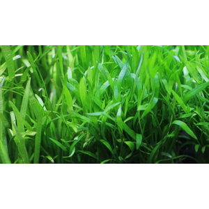 ЛИЛЕОПСИС НОВОГВИНЕЙСКИЙ