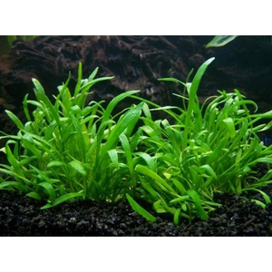 ЛИЛЕОПСИС НОВОГВИНЕЙСКИЙ