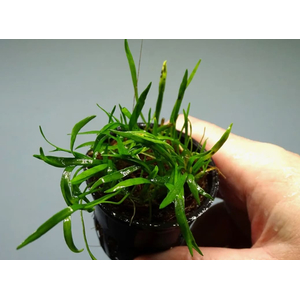 ЛИЛЕОПСИС НОВОГВИНЕЙСКИЙ