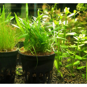 ЛИЛЕОПСИС НОВОГВИНЕЙСКИЙ