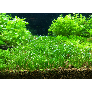 ЛИЛЕОПСИС НОВОГВИНЕЙСКИЙ