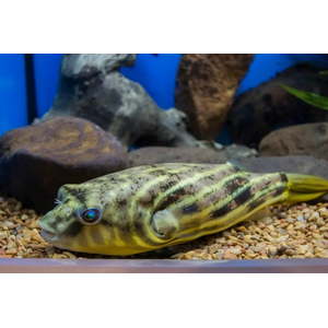 Тетраодон фахака (лат. Tetraodon lineatus) — вид пресноводных и солоноватоводных лучепёрых рыб семейства иглобрюховых. Также известен как африканский скалозуб или нильский тетраодон.