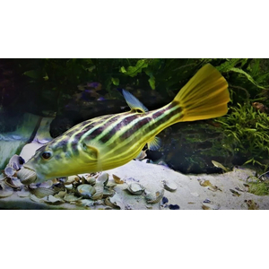 Тетраодон фахака (лат. Tetraodon lineatus) — вид пресноводных и солоноватоводных лучепёрых рыб семейства иглобрюховых. Также известен как африканский скалозуб или нильский тетраодон.