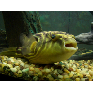 Тетраодон фахака (лат. Tetraodon lineatus) — вид пресноводных и солоноватоводных лучепёрых рыб семейства иглобрюховых. Также известен как африканский скалозуб или нильский тетраодон.