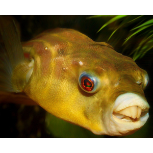 Тетраодон фахака (лат. Tetraodon lineatus) — вид пресноводных и солоноватоводных лучепёрых рыб семейства иглобрюховых. Также известен как африканский скалозуб или нильский тетраодон.