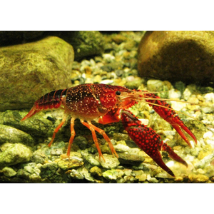 РАК КРАСНЫЙ С КОРИЧНЕВЫМ ФЛОРИДСКИЙ