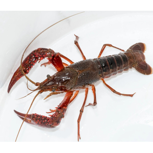 РАК КРАСНЫЙ С КОРИЧНЕВЫМ ФЛОРИДСКИЙ