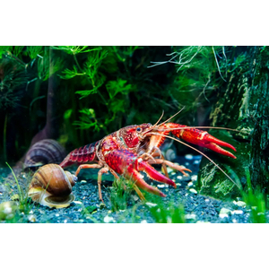 РАК КРАСНЫЙ С КОРИЧНЕВЫМ ФЛОРИДСКИЙ