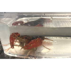 РАК КРАСНЫЙ С КОРИЧНЕВЫМ ФЛОРИДСКИЙ