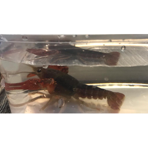 РАК КРАСНЫЙ С КОРИЧНЕВЫМ ФЛОРИДСКИЙ