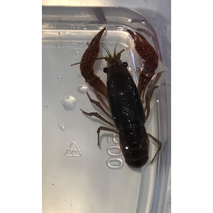 РАК КРАСНЫЙ С КОРИЧНЕВЫМ ФЛОРИДСКИЙ