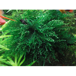 МОХ СПАЙКИ, колючий - Taxiphyllum Spiky