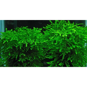 МОХ СПАЙКИ, колючий - Taxiphyllum Spiky