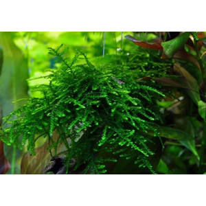 МОХ СПАЙКИ, колючий - Taxiphyllum Spiky