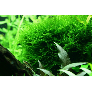 МОХ СПАЙКИ, колючий - Taxiphyllum Spiky