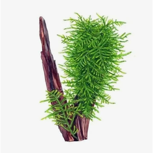 МОХ СПАЙКИ, колючий - Taxiphyllum Spiky