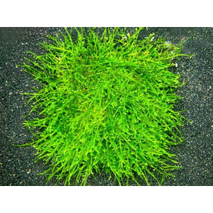 МОХ СПАЙКИ, колючий - Taxiphyllum Spiky