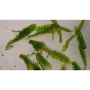 МОХ КАМЕРУН