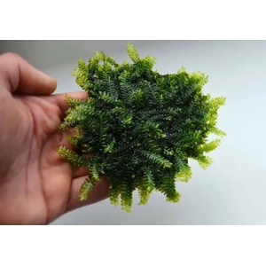 МОХ КАМЕРУН