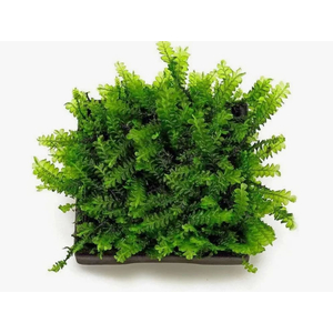 МОХ КАМЕРУН