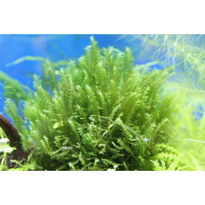 МОХ КАМЕРУН