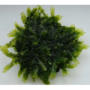 МОХ КАМЕРУН